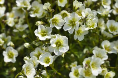 Yosunlu Saxifrage Beyaz çiçekler - Latince adı - Saxifraga Pixie White