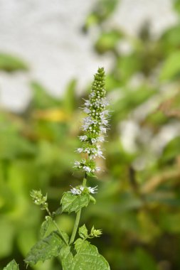 Naneli Çiçek - Latince adı - Mentha x piperita