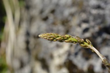 Siyah bryony - Latince adı - Dioscorea Communis