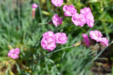 Çedar pembe çiçekleri - Latince adı - Dianthus gratianopolitanus pembe mücevher