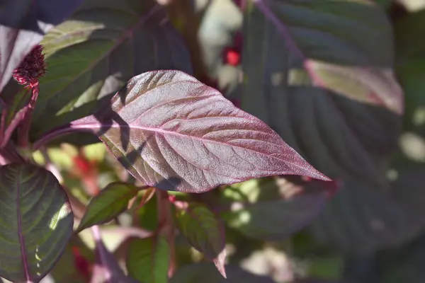 Cockscomb yaprakları - Latince adı - Celosia Argentea var. cristata