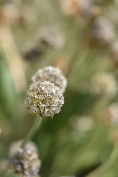 stock image Sea Thrift Dusseldorf Pride seed head - Latin name - Armeria maritima Dusseldorf Pride