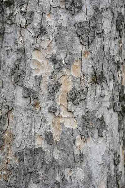 Common sycamore bark detail - Latin name - Acer pseudoplatanus