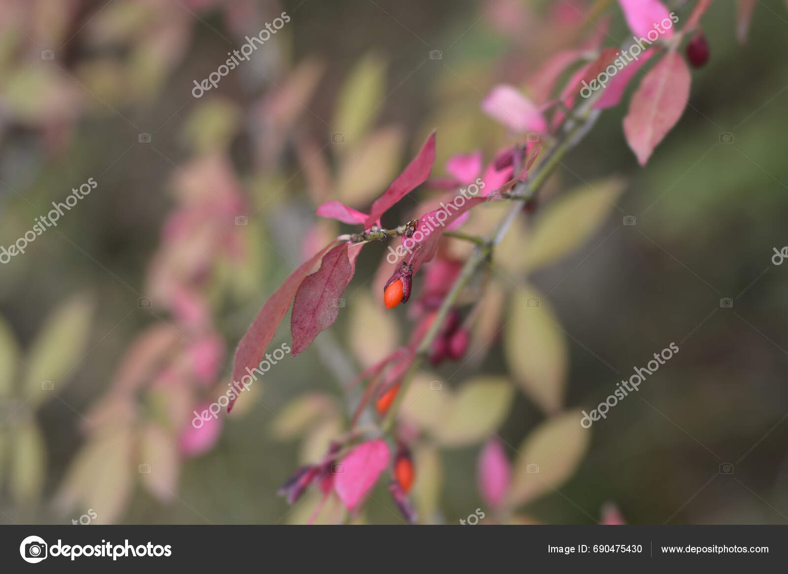 Burning Bush Branch Berry Latin Name Euonymus Alatus Stock Photo by