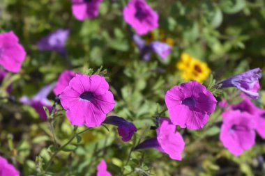 Mor petunya çiçekleri - Latince adı - Petunya integrifolisi