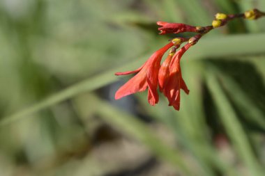 Montbretia Lucifer çiçekleri - Latince adı - Crocosmia Lucifer