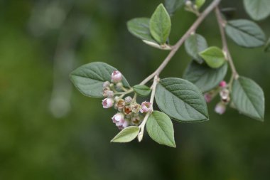 Siyah bereli, çiçekli bir kronometre dalı - Latince adı - Cotoneaster melanocarpus