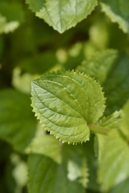 Maymun yaprakları - Latince adı - Mimulus luteus