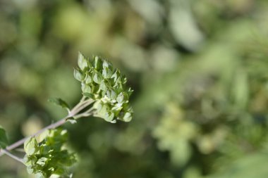 Mavi Sakal tohumları - Latince adı - Caryopteris x Clandonensis