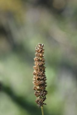 Anise hyssop tohumları - Latince adı Agastache foeniculum