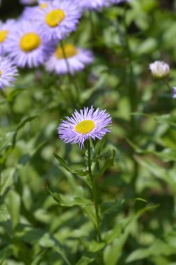 Gösterişli pire çiçeği - Latince adı - Erigeron Specosus