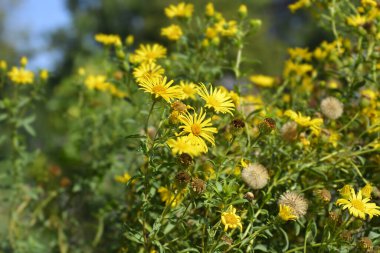 Limon sarısı sahte altın rengi çiçekler - Latince adı - Heterotheca kampporum var. glandulissimum