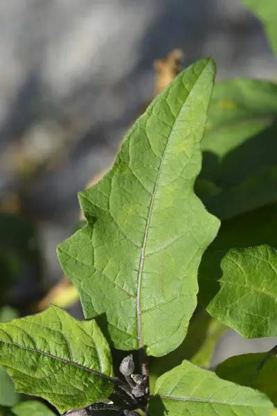 Bitter tomato leaf - Latin name - Solanum aethiopicum