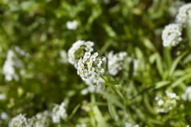 Tatlı Alyssum beyaz çiçekleri - Latince adı - Lobularia maritima Kar Halısı