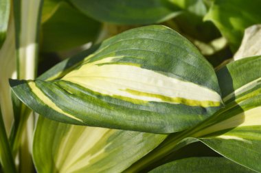 Nilüfer yaprakları - Latince adı - Hosta Renk Festivali
