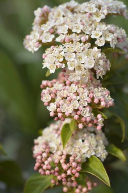 Laurustinus Eve Price çiçekleri - Latince adı - Viburnum tinus Eve Price