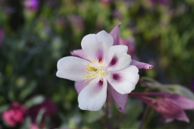 Kolomb çiçeği - Latince adı - Aquilegia vulgaris