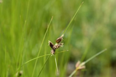 Saltmarsh çiçekleri - Latince adı - Bolboschoenus maritimus