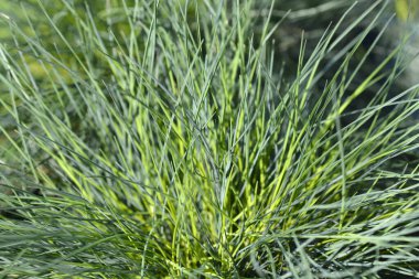 Mavi fescue Yoğun Mavi yapraklar - Latince adı - Festuca glauca Yoğun Mavi