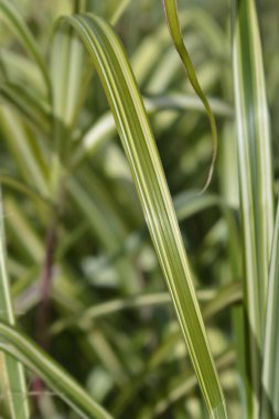 Çin gümüşi çim kabare yeşil ve beyaz yaprak detayı - Latince adı - Miscanthus sinensis kabare