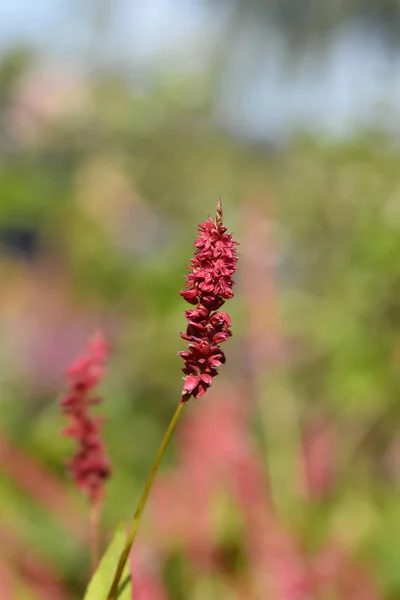 Mountain Fleece Dark Red flowers - Latin name - Bistorta amplexicaulis Dark Red