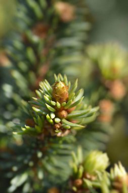Vltava Norveç ladin şubesi - Latince adı - Picea abies Vltava
