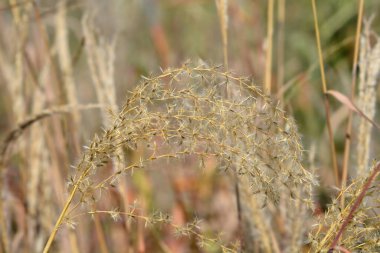 Çin gümüşi otları Uzak Doğu tohumları - Latince adı - Miscanthus sinensis Ferner Osten