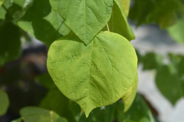 Doğu Kızıltomurcuk Yapraklı Yükselen Güneş şubesi Latince adı Cercis Kanadensis Doğan Güneş