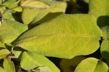 Büyük yapraklı ortanca yaprakları - Latince adı - Hydrangea aspera Macrophylla
