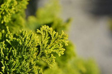 Cüce Hinoki selvi dalları - Latince adı Chamaecyparis obtusa Nana