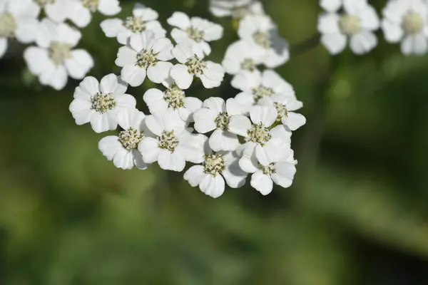 White Beauty Yarrow flowers - Latin name - Achillea millefolium White Beauty