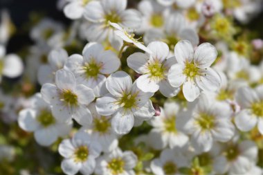 Yosunlu Saxifrage Beyaz çiçekler - Latince adı - Saxifraga x arendsii