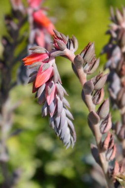 Melez Echeveria çiçekleri - Latince adı - Echeveria Mavi Bukleler