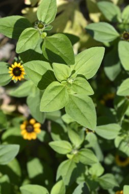 Meksikalı sürünen zinya yaprakları ve çiçek tomurcukları - Latince adı - Sanvitalia procumbens