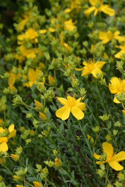 Olimpos Dağı Johns Wort Çiçekleri Latince Adı Hypericum Olimpicum — Stok fotoğraf
