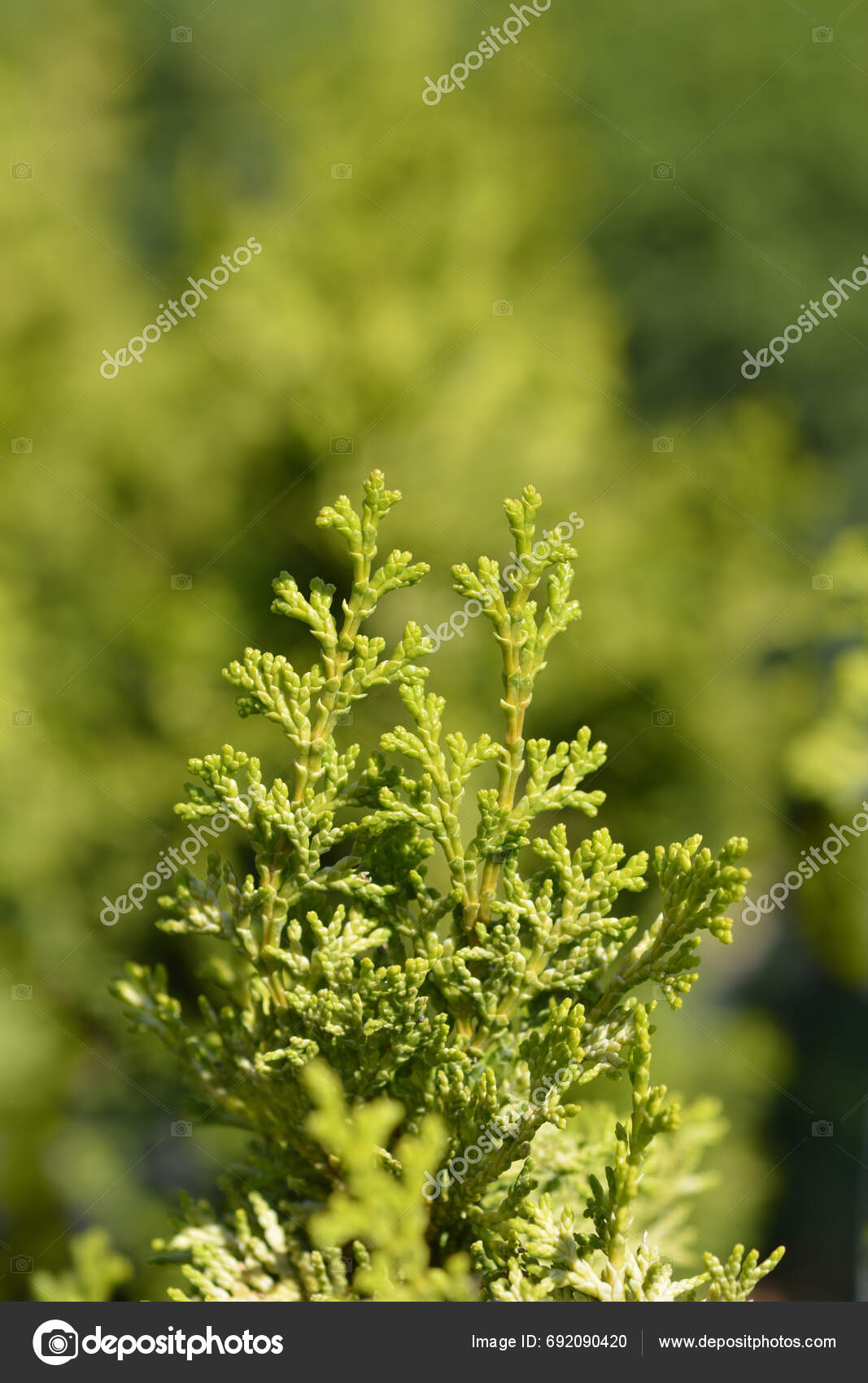 Golden Hinoki Cypress Branches Latin Name Chamaecyparis Obtusa Aurea ...