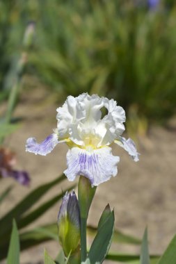 Orta karar sakallı iris Bering Denizi çiçeği - Latince adı - Iris barbata-medya Bering Denizi