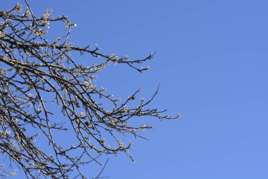 Mavi gökyüzüne karşı çiçek tomurcukları olan Damson Erik dalları - Latince adı - Prunus domestica ssp. insititia