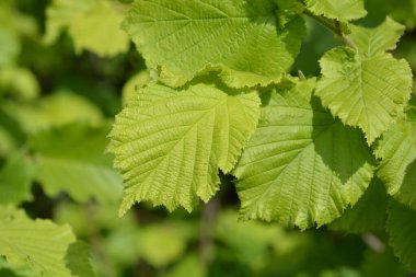 Hazel Nottingham Fruhe Latince adıyla Corylus avellana Nottingham Fruhe 'dan ayrılıyor.