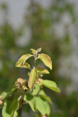 Yaban mersini yaprakları - Latince adı - Amelanchier alnifolia Obelisk