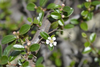 Çiçekli Bearberry cotoneaster şubesi - Latince adı - Cotoneaster dammeri