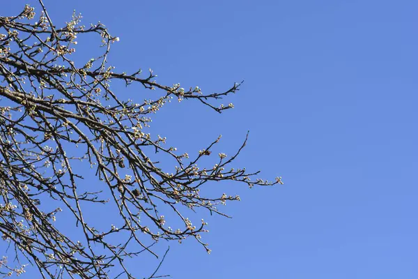 Damson Plum Ágak Virág Rügyek Ellen Kék Latin Név Prunus — Stock Fotó