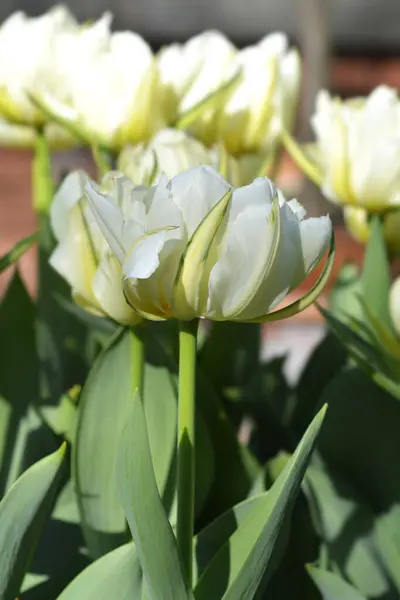 Tulip Exotic Emperor flowers - Latin name - Tulipa Exotic Emperor