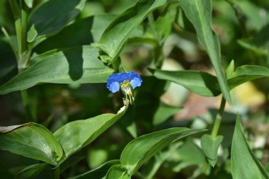 Asya gündüz çiçeği - Latince adı - Commelina Communis