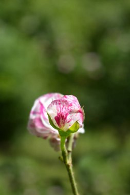 Rose Variegata di Bologna çiçeği tomurcuğu - Latince adı Rosa Variegata di Bologna