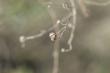 Latince adı Linum perenne olan daimi keten tohumu başı