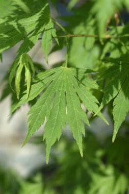 Kore Akçaağaç yeşil yaprakları - bilimsel isim - Acer x pseudosieboldianum Arktik yeşim taşı