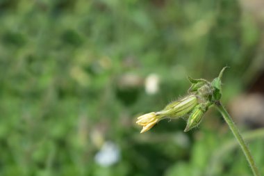 Sıra dışı karides çiçeği tomurcuğu - Latince adı - Silene paradoksası
