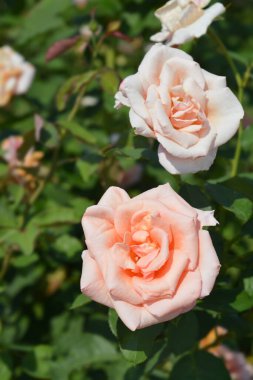 Gül rengi şeftali çiçekleri - Latince adı - Rosa Velika gorica