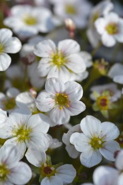 Yosunlu Saxifrage beyaz ve soluk pembe çiçekler - Latince adı - Saxifraga Peri Elması